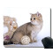 Tapis de souris Chat yt 22x18 cm - miniature