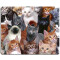 Tapis de souris Chat cats galore 240x200 mm - miniature