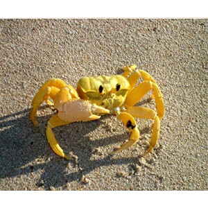 Tapis de souris Crabe