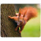 Tapis de souris Écureuil 24x19 cm - miniature