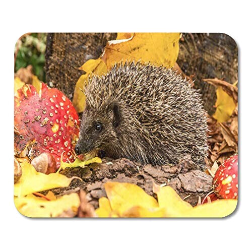 Tapis de souris Hérisson