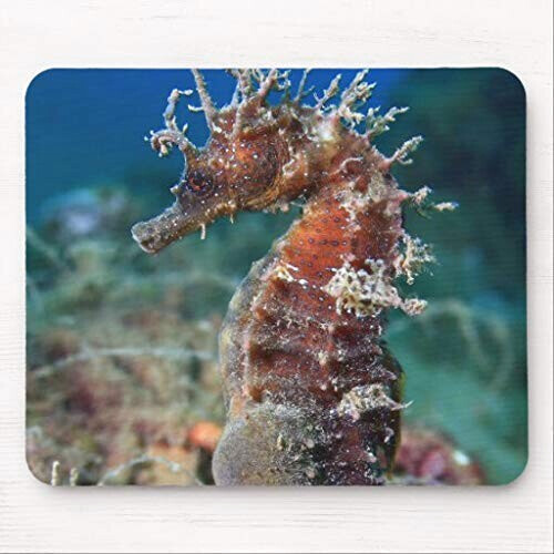 Tapis de souris Hippocampe