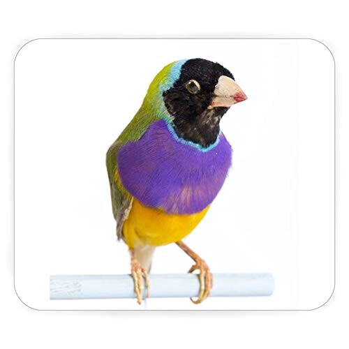 Tapis de souris Oiseau multicouleur 200x240 mm variant 0 