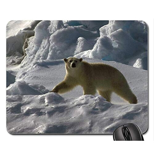 Tapis de souris Ours