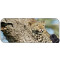 Tapis de souris Panthère yt. XXL 750x300 mm - miniature