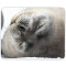 Tapis de souris Phoque mousepad- 25x20 cm - miniature variant 1