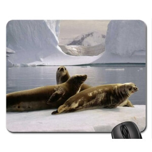 Tapis de souris Phoque