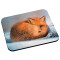 Tapis de souris Renard roux 200x240 mm - miniature