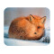 Tapis de souris Renard roux 200x240 mm - miniature variant 1