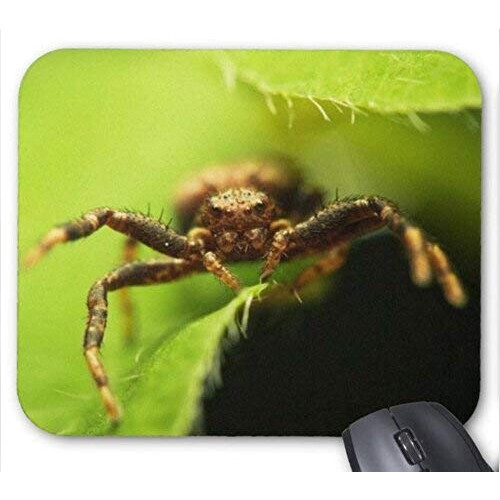 Tapis de souris Araignée