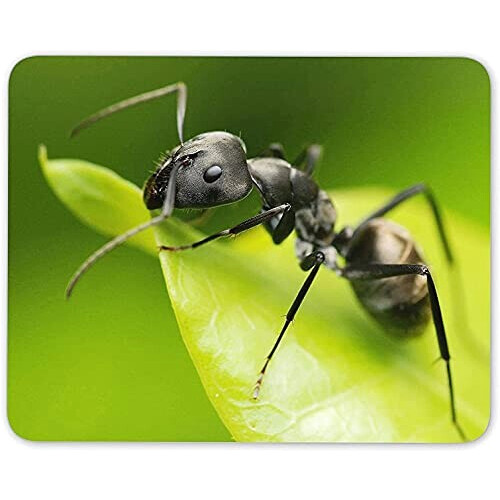 Tapis de souris Fourmi mousepad- 25x20 cm