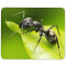Tapis de souris Fourmi mousepad- 25x20 cm - miniature variant 1