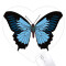Tapis de souris Papillon multicouleur 22x20 cm - miniature