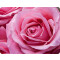 Tapis de souris Rose - Fleur - 24x19 cm - miniature